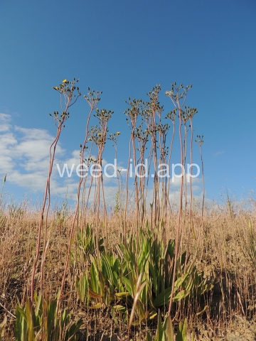 hawkweed, yellow